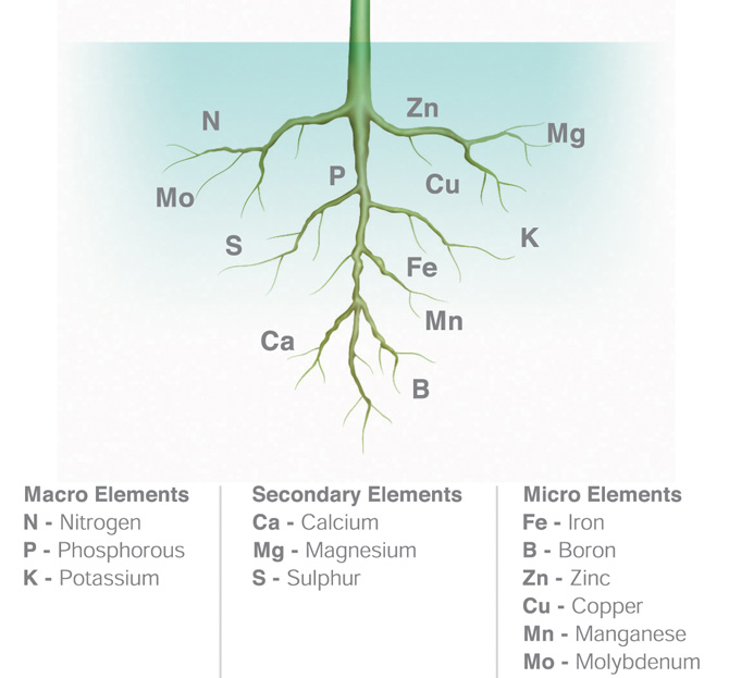 Macro elements in plant