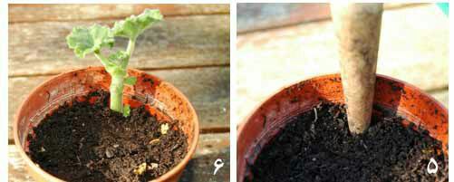  کاشت در گلدان و بستر مناسب توجه کنید یک گره باید داخل خاک باشد