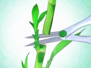آموزش قلمه زدن گیاهان