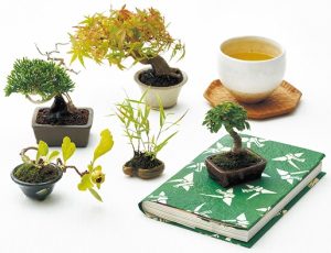 تعویض گلدان بونسای به روایت تصویر