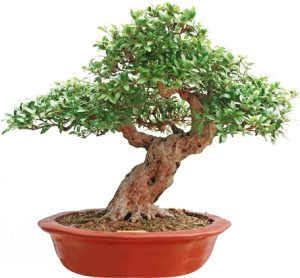 تفاوت گیاهان بونسای شده با گیاهان معمولی