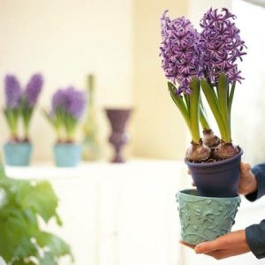 آموزش نگهداری گیاهان در منزل