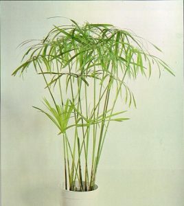 نخل مرداب