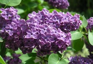 معرفی گل یاس خوشه‌ای