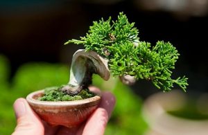 پرورش بونسای مینیاتوری
