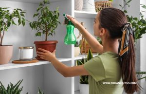 گل فیکوس بنجامین