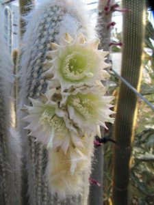 معرفی کاکتوس اسپوستوا