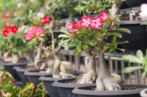 7 نکته مهم برای نگهداری آدنیوم ها