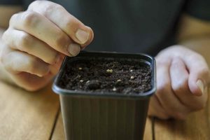 تأثیر دما در سبز شدن بذر کاکتوس‌ها