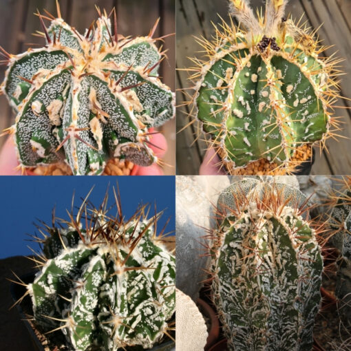 astrophytum ornatum fukuryu