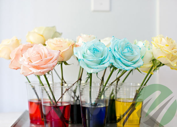 آموزش تصویری رنگ کردن گل رز طبیعی