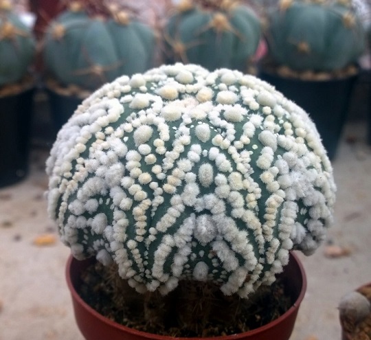 معرفی Astrophytum asterias Hanazono