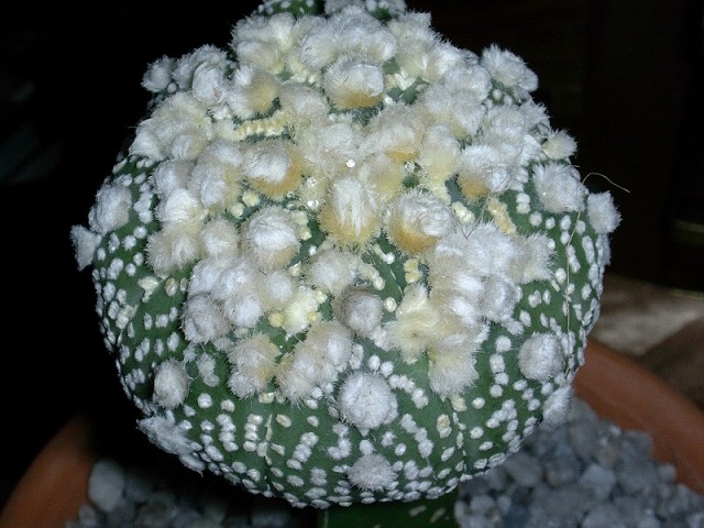 معرفی Astrophytum asterias Hanazono