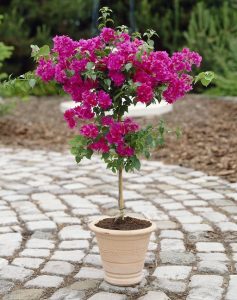 بهترین خاک برای گل کاغذی چه خاکی است؟