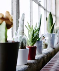 آیا کاکتوس جز گیاهان آپارتمانی است؟