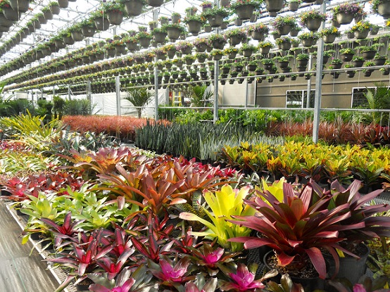 چند نکته مهم در مورد خرید گل و گیاه