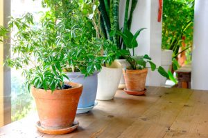 ۶ عامل اصلی توقف رشد گیاهان آپارتمانی