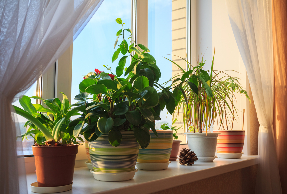 ۶ عامل اصلی توقف رشد گیاهان آپارتمانی