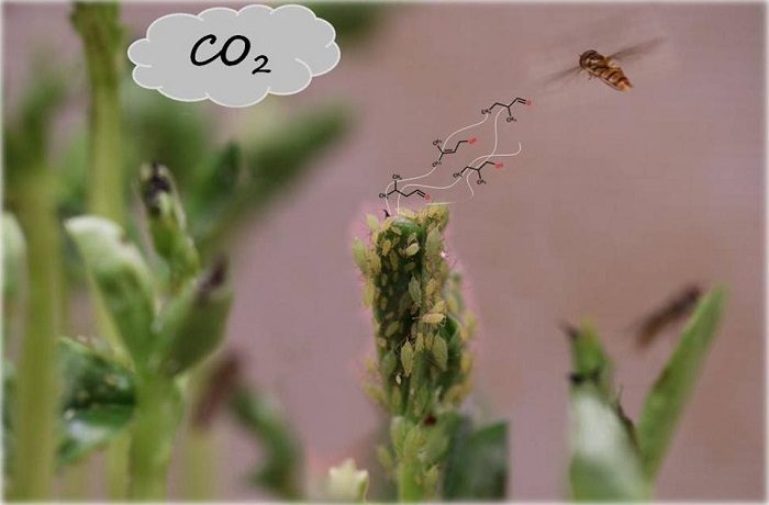 تأثیر افزایش غلظت دی‌اکسید کربن اتمسفر بر رشد گیاهان