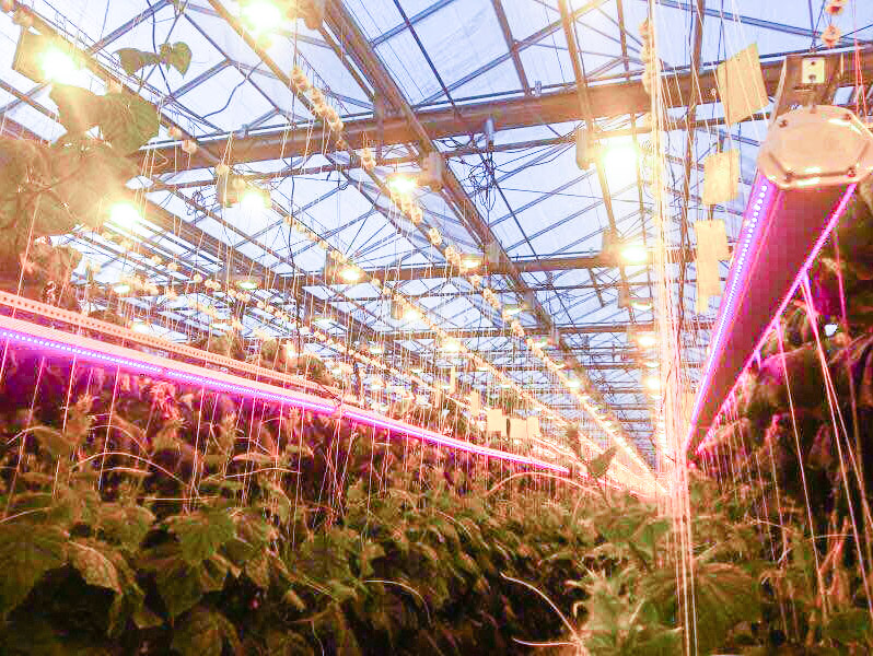 کنترل نور در محیط رشد گیاهان