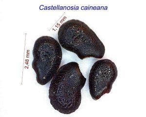 Castellanosia caineana