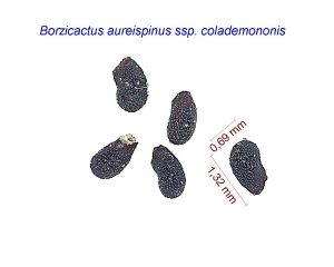 Cleistocactus colademononis