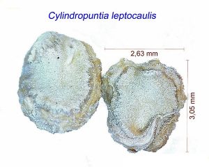 Cylindropuntia leptocaulis