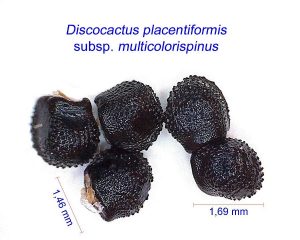 Discocactus placentiformis multicolorispinus