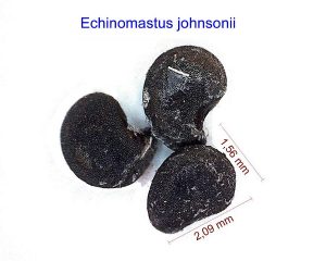 Echinomastus johnsonii