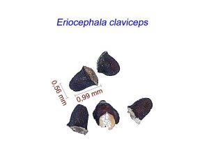 Eriocephala claviceps
