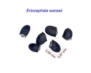 Eriocephala warasii