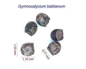 Gymnocalycium baldianum