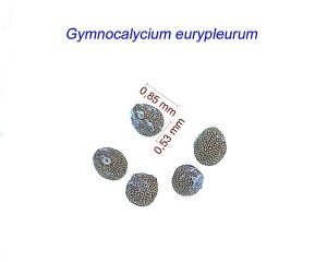 Gymnocalycium eurypleurum