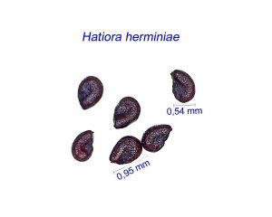 Hatiora herminiae