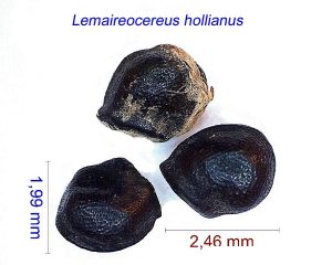 Lemaireocereus hollianus RMSD(DR) (1)