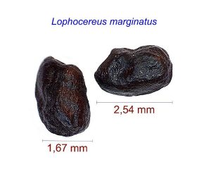 Lophocereus marginatus