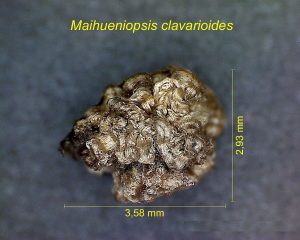 Maihueniopsis ex Puna