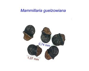 Mammillaria guelzowiana (Krainzia) HW.jpg1