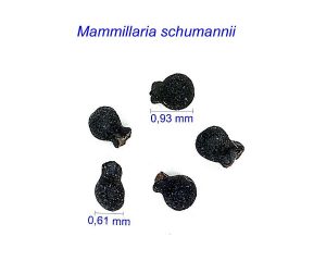 Mammillaria schumannii JL