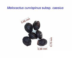 Melocactus curvispinus caesius