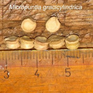 Micropuntia gracilicylindrica JM IMG_1610