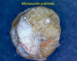 Micropuntia pulchella