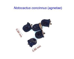 Notocactus concinnus