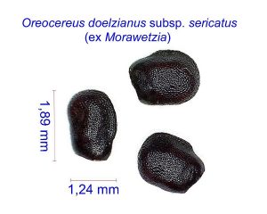 Oreocereus Morawetzia