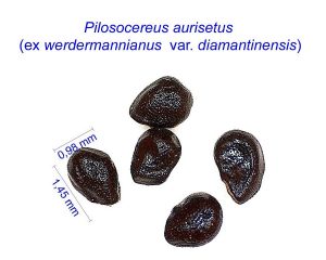 Pilosocereus aurisetus