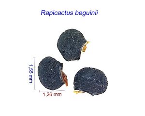 Rapicactus beguinii