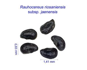 Rauhocereus riosaniensis j