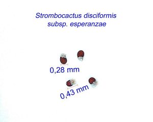 Strombocactus disciformis ssp. esperanzae JM