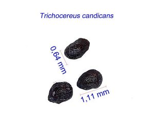 Trichocereus candicans
