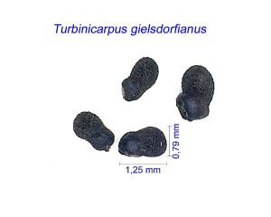 Turbinicarpus gielsdorfianus